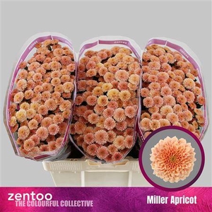 Chr S Miller Apricot