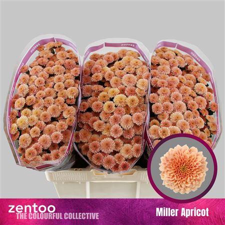 <h4>Chr S Miller Apricot</h4>
