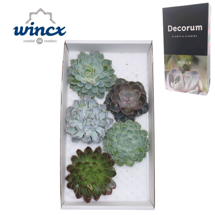 <h4>Echeveria Mix (wincx) Cutfl (5spc.)</h4>