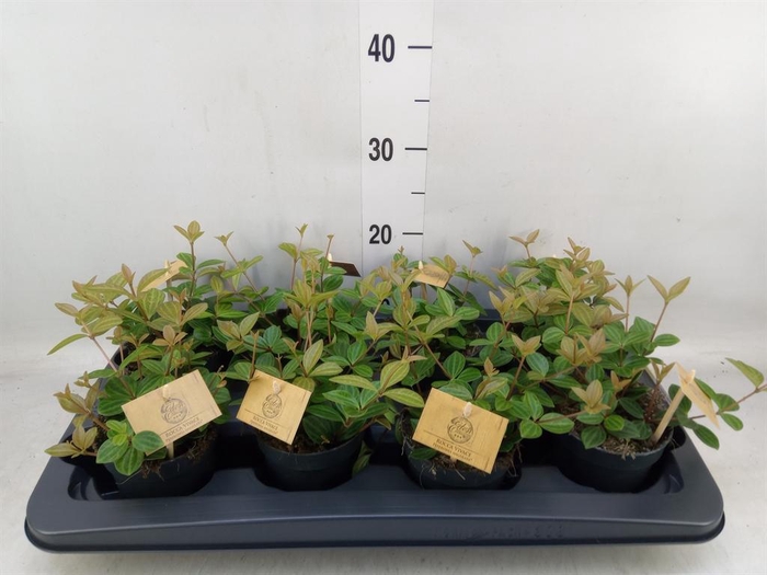 <h4>Peperomia angulata</h4>