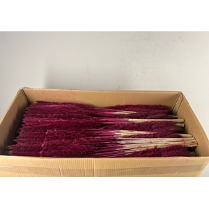 DF Pampas Silvy B10 85cm D.Red