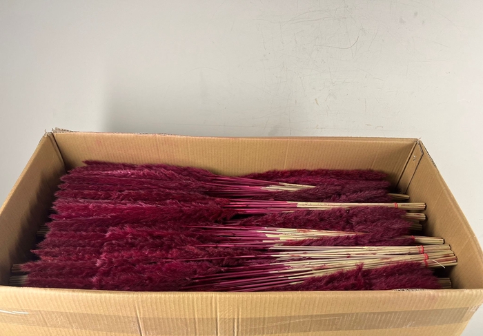 <h4>DF Pampas Silvy B10 85cm D.Red</h4>