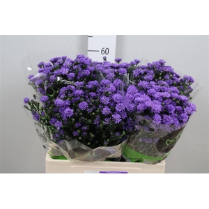 Ast Astee Dark Milka