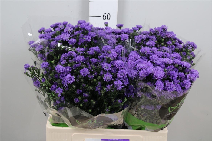 <h4>Ast Astee Dark Milka</h4>