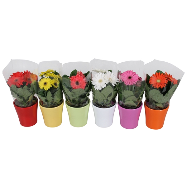 <h4>Gerbera gemengd</h4>