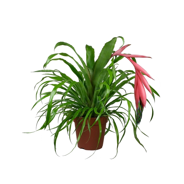 Billbergia windii - 1 bloem