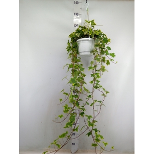 Hedera helix 'Goldchild'
