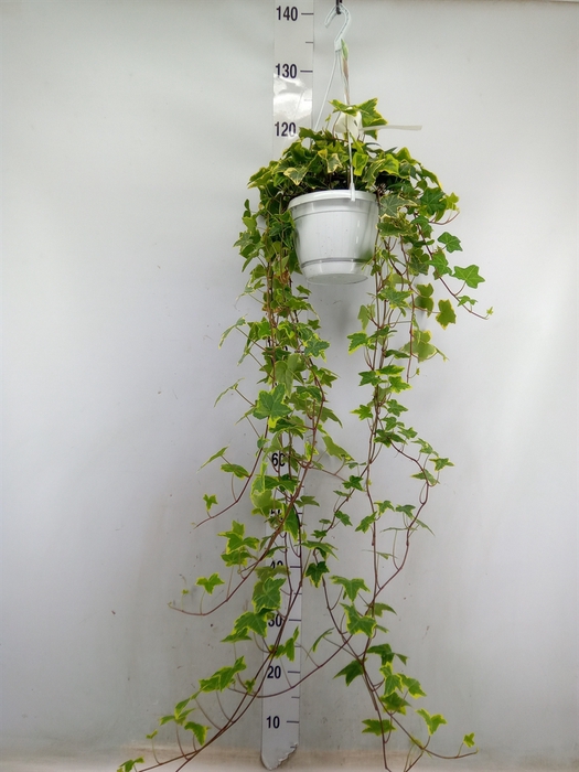 <h4>Hedera helix 'Goldchild'</h4>