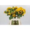 Helianthus Orange Fire