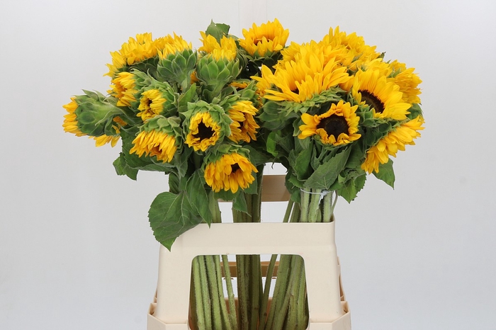 <h4>Helianthus Orange Fire</h4>