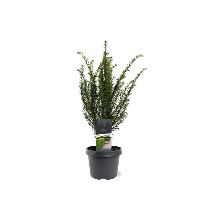 <h4>Taxus baccata</h4>