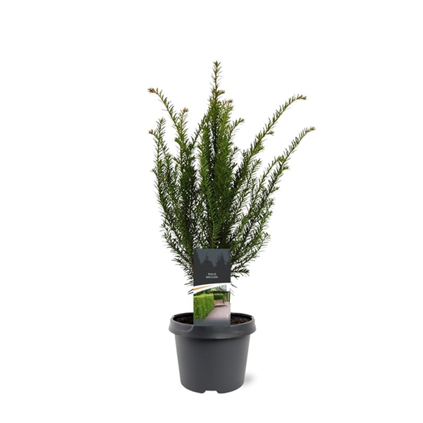 <h4>Taxus baccata</h4>