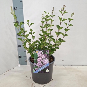 Syringa meyeri Palibin