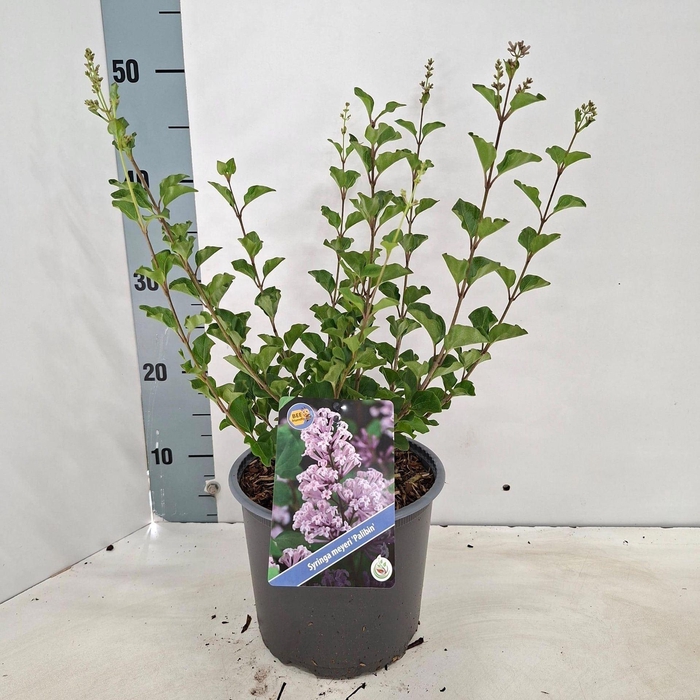 <h4>Syringa meyeri Palibin</h4>