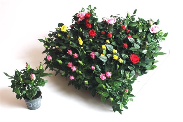 <h4>ROSA MINI KORDANA MIX P6</h4>