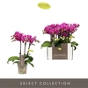 Phal 3-tak Mini Fay