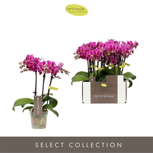 Phalaenopsis Multifloratypes overig paars
