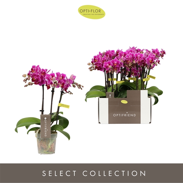 <h4>Phalaenopsis Multifloratypes overig paars</h4>