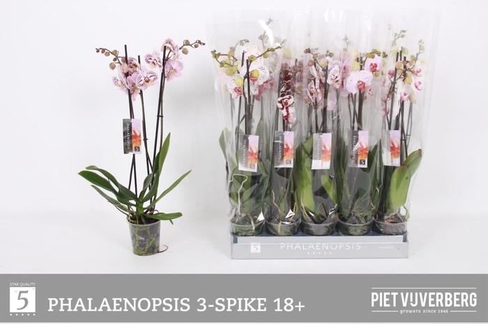 <h4>PHAL OV WIT</h4>