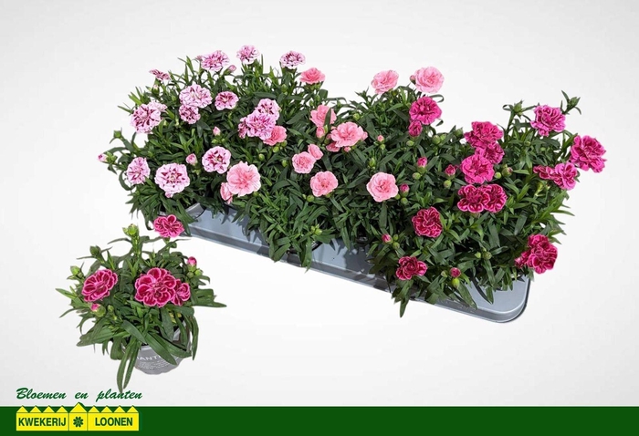 <h4>DIAN OSC GEM</h4>