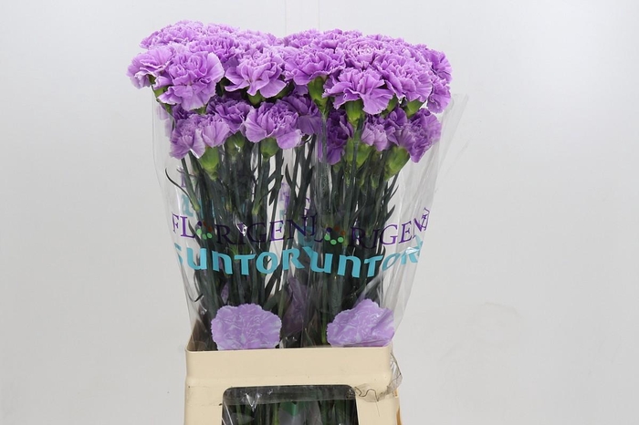 <h4>Dianthus St Florigene Moonaqua</h4>