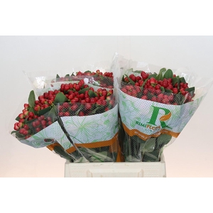 Hypericum Magical Lightning