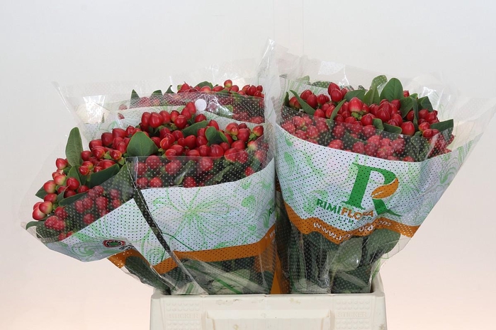 Hypericum Magical Lightning