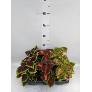 Plectranthus col.   ...mix