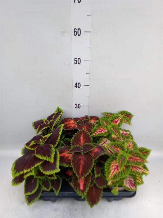 <h4>Plectranthus col.   ...mix</h4>