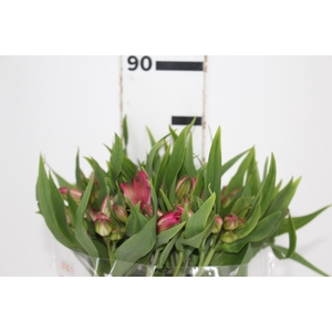 ALSTROEMERIA TOURMALINE 080 CM ROSA