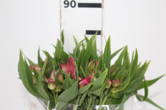 <h4>ALSTROEMERIA TOURMALINE 080 CM ROSA</h4>