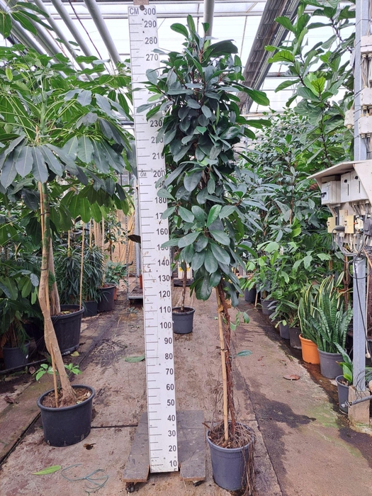 <h4>Ficus cyathistipula</h4>