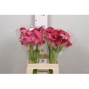 Zant Pink Jewel