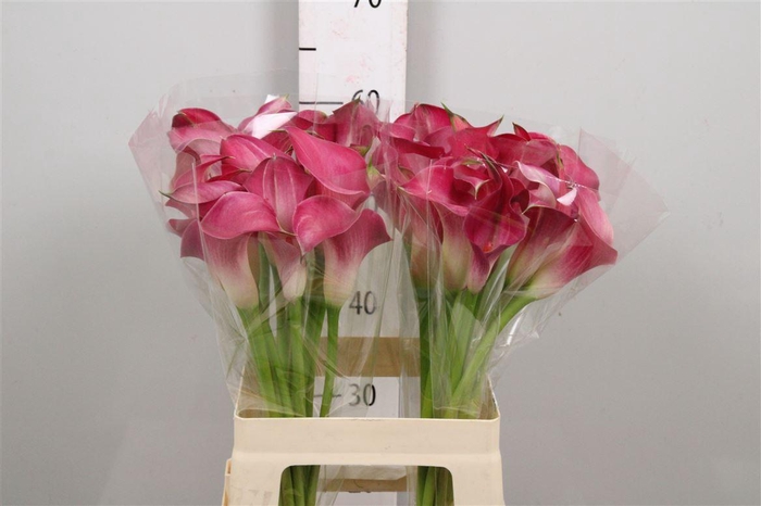 <h4>Zant Pink Jewel</h4>