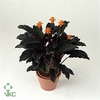 Calathea crocata 'Tassmania' 3-4 bl in oranje pot