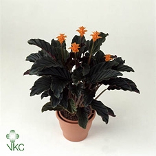 Calathea crocata 'Tassmania' 3-4 bl in oranje pot