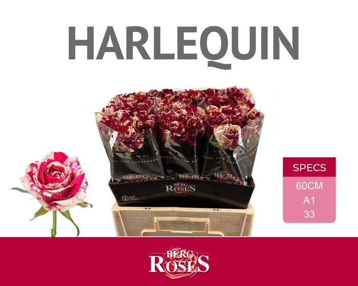 <h4>R GR HARLEQUIN 60 cm x 60</h4>