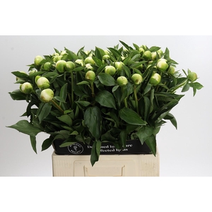 Paeonia Duchesse De Nemours