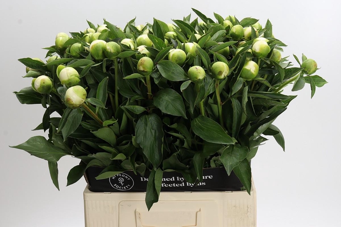 <h4>Paeonia Duchesse De Nemours</h4>