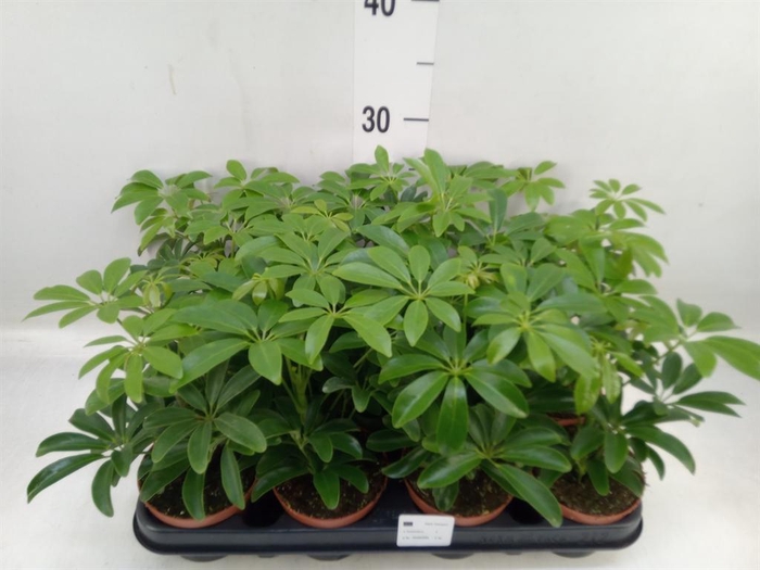 <h4>Schefflera arbor. 'Luseana'</h4>