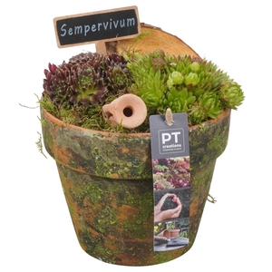 PTS7405 Arrangement Sempervivum in terracotta pot