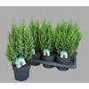 arr8 Juni Ch Stricta