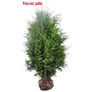 Thuja occ. Brabant, plantmaat 160-180 cm - Rondgestoken - KLUIT