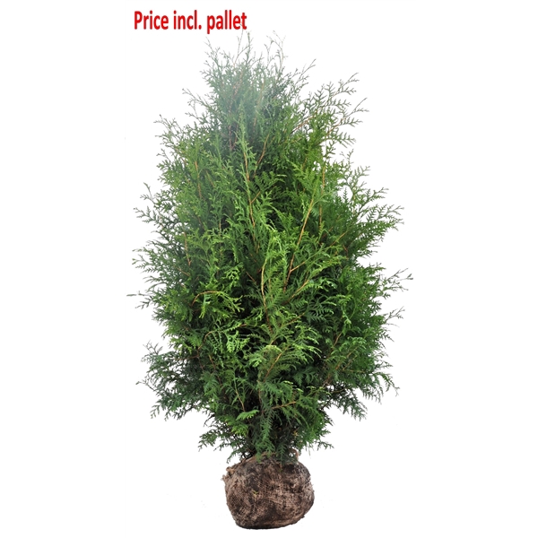 <h4>Thuja occ. Brabant, plantmaat 160-180 cm - Rondgestoken - KLUIT</h4>