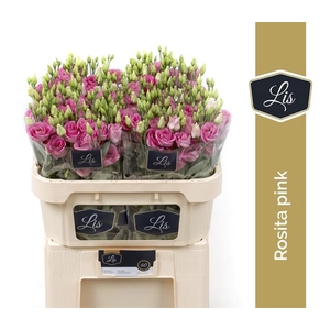 EUS G ROSI ROSE PINK