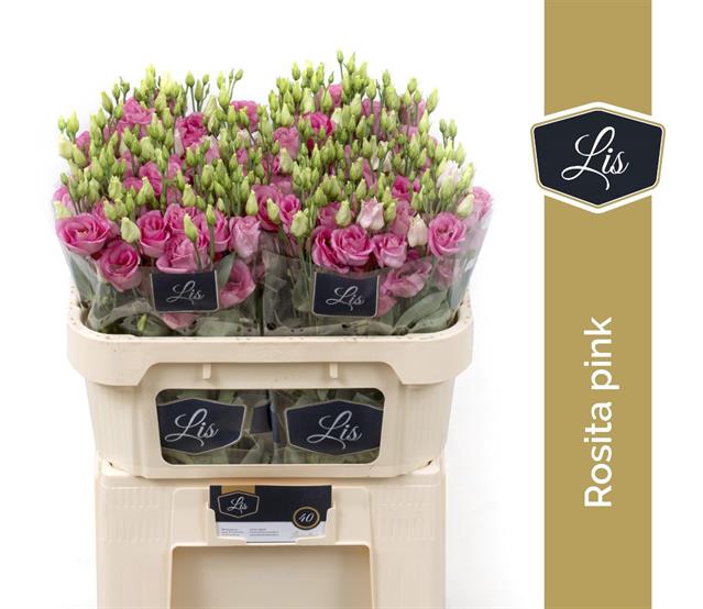 EUS G ROSI ROSE PINK