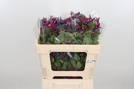 <h4>CLEMATIS INSPIRATION</h4>