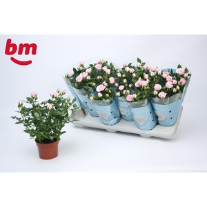 Rosa Baby Jewel Beau Monde Light Pink