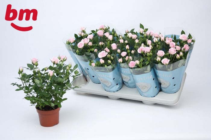 <h4>Rosa Baby Jewel Beau Monde Light Pink</h4>