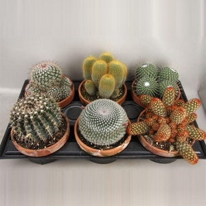 106 Cactus Schaal 16 cm